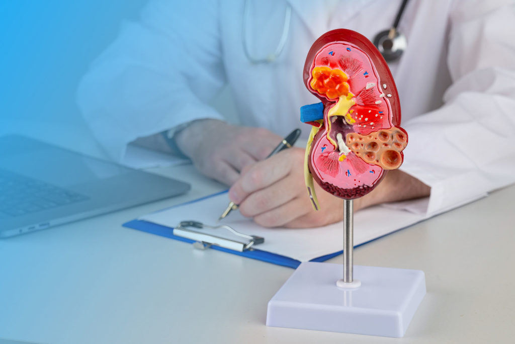 mockup kidney on work desk of doctor